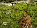 Mossy wall, Blanchland P1150873